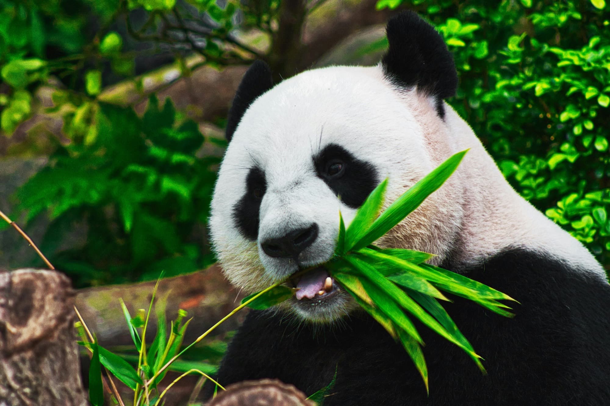 Panda giganti, SPA e Torri Gemelle di Chengdu illuminate