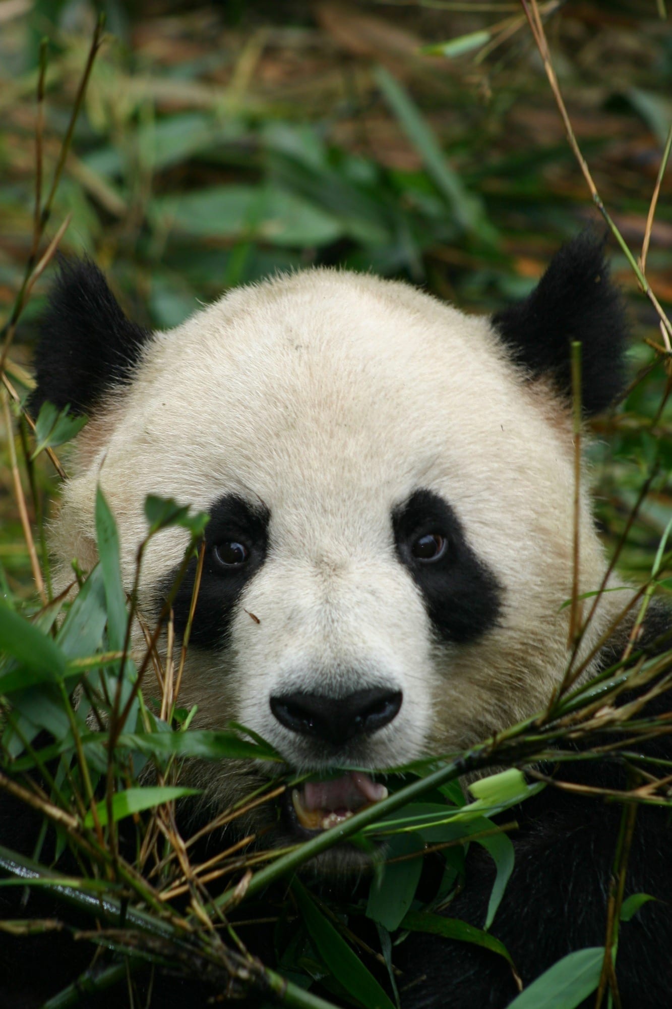 Un panda gigante alla base di Chengdu.